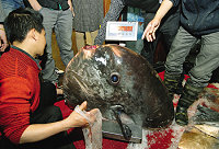 鯧魚王500斤、頭重152斤 圖與文:東南快報