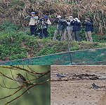 每年4、5月,是鳥類遷移的高峰,吸引許多鳥迷專程到馬祖賞鳥。(圖/文:陳其敏)