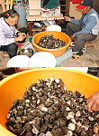 「海中的起士蛋糕」─藤壺上市囉!漁民做前置處理,吸引街坊鄰居採購。(圖/文:邱竟瑋)