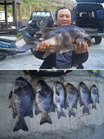 釣友在東引釣石鯛魚有斬獲,釣友說,體型也是相當不錯,數量有增加。(圖:新豐阿國)