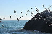 　中島燕鷗數量增加，神話之鳥－黑嘴端鳳頭燕鷗中島落腳，官方賞鷗行程七月開航。（圖／文：陳鵬雄）
