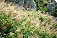 　經研究芒草可當成生質能源，馬祖列島到處可見大片芒草景觀。（圖：本報資料室）