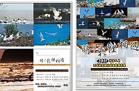 　馬祖野鳥協會「鷗！影裡相遇」黑嘴端鳳頭燕鷗攝影展，近10年黑嘴端鳳頭燕鷗生態攝影，幀幀犀利精采。（圖：馬祖野鳥協會提供）