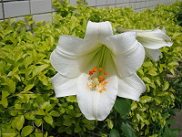　百合公園的百合雖然得病，在有心人士的栽種下，東莒各角落還是能欣賞到零星的百合花綻放。（圖／文：林冰芳）