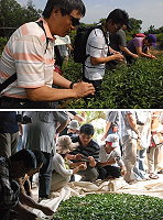 馬祖紅茶DIY活動第一階段登場,台灣茶農與地方鄉親體驗採茶之樂。(圖/文:邱竟瑋)