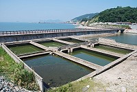 清水濕地一系列環境工程即將啟動,有關魚池活化則須明年向中央申請經費。(圖/文:邱竟瑋)
