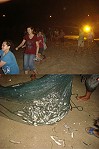 鄉親、遊客參與夏夜牽罟,同心拉起魚網,使彼此的心更靠近,並對魚獲開心不已。(圖:莒光鄉公所、引號整合行銷顧問公司提供)