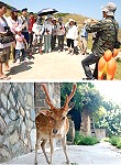 由林務局指導、縣府建設局舉辦的大坵生態教學獲得旅客歡迎,維護梅花鹿野性,不餵食是第一步。(圖/文:邱竟瑋)