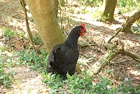 全村一起來熱鬧!(圖與文:張登傑、陳樂團)