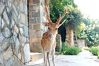 全村一起來熱鬧!(圖與文:張登傑、陳樂團)