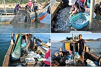 北竿橋仔漁民定置網白帶魚大豐收。(圖:橋仔漁民提供/文:陳鵬雄)
