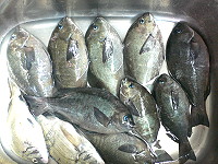　颱風前夕，馬祖海域黑毛現蹤。（圖：馬祖磯釣協會提供）