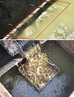 莒光鄉大坪村下水道阻塞,清出大量皂化油脂、菜渣廚餘及衛生紙等雜物,縣府呼籲民眾流理台應裝設攔污網,並請餐飲業須在廚房裝設截油設施,避免油脂及廚餘進入污水下水道形成皂化現象,阻塞管線。(圖:工務局提供)