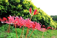 　全村一起來熱鬧！（圖與文：張登傑、陳樂團）