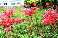 　全村一起來熱鬧！（圖與文：張登傑、陳樂團）