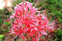 　全村一起來熱鬧！（圖與文：張登傑、陳樂團）