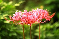 　全村一起來熱鬧！（圖與文：張登傑、陳樂團）