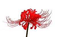 　全村一起來熱鬧！（圖與文：張登傑、陳樂團）