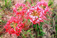 　全村一起來熱鬧！（圖與文：張登傑、陳樂團）