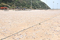　白巾魚進入季尾，白沙漁民捕獲量仍多。（圖／文：陳鵬雄）
