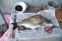 難得一見大黑鯛　圖：北竿鍾姓釣友提供／文：陳鵬雄　