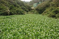 　在台灣堵塞水道，影響防洪與灌溉的布袋蓮也入侵馬祖，清水經國紀念館下方，勝利水庫的一處集水區，也被完全盤據。（圖／文：邱竟瑋）
