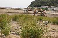 營建署補助地區辦理國家級濕地─互花米草清除工作,昨天在清水濕地登場,軍民協力剷除害草。(圖/文:邱竟瑋)