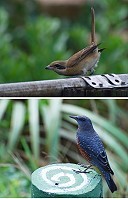 　秋冬季節，眾多候鳥過境馬祖列島，生態非常豐富且熱鬧。（圖／文：陳其敏）