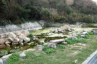 馬港生態教育池面臨乾涸,建設局:下週即補充。(圖/文:邱竟瑋)