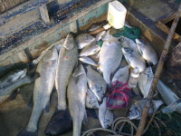 地區漁船在炸魚附近海域撿拾數十斤的漁獲。(圖:北竿漁民提供)