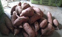 金山種美味地瓜坂里出土,甜度高賣相佳,市場反應良好。(圖:北竿王姓農友提供,文:陳鵬雄)
