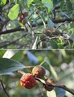 柘果　圖與文：林冰芳