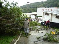 　東引酒廠附近一棵大榕樹，禁不起風雨襲擊，倒臥在道路正中央。（圖／文：陳其敏）