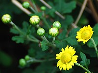 野菊盛開（圖與文：陳其敏）