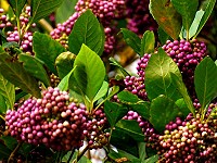 馬祖原生植物-朝鮮紫珠,鮮艷果實是其最顯著的特徵。(圖/文:陳其敏)