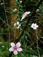 一年開兩次（圖與文：陳其敏）
