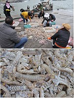 北竿漁民蝦蛄大豐收,饕客趕到碼頭卸貨區搶鮮撿大尾。(圖/文:陳鵬雄)