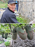 馬祖冬瓜達人-侯細俤。(圖/文:陳鵬雄)