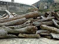 東引地區的漂流木源源不絕,民代建議善加利用,推廣雕刻等藝術創作。(圖/文:陳其敏)