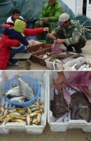 　受到漁獲量銳減及價格上漲的影響，到目前為止，東引手工魚丸還未量產上市。（圖／文：陳其敏）