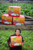 　響應有機無毒農業政策，麗堤飯店特別推出「有機無毒大白菜禮盒」，特別開放軍民遊客訂購，讓觀光客知道原來冬天在馬祖吃蔬菜，也是別有一番風味，意者可洽麗堤飯店櫃檯訂購。（圖／文：曹重偉）