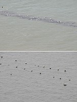 北竿橋仔裙帶菜養殖浮球區去年一片「黑壓壓」(上圖),今年浮球區(下圖) 卻不見往年盛況。(圖/文:陳鵬雄)