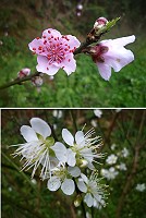 節氣進入「立春」,已經能欣賞到桃、李花的美麗姿色。(圖/文:陳其敏)