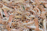 　美味的鎗蝦有個不雅的俗稱叫「瀉尿蝦」，以前沒人吃，現在很搶手。（圖／文：陳鵬雄）