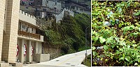 東引南澳忠誠門附近邊坡,發現有許多的保特瓶等垃圾。(圖/文:陳其敏)