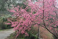 馬祖櫻花盛開,儲水澳等地賞花正逢時。(圖/文:邱竟瑋)