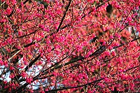 全村一起來熱鬧!(圖與文:張登傑、陳樂團)