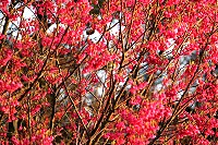 全村一起來熱鬧!(圖與文:張登傑、陳樂團)