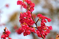 全村一起來熱鬧!(圖與文:張登傑、陳樂團)