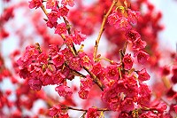 全村一起來熱鬧!(圖與文:張登傑、陳樂團)